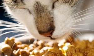 Kattenvoeding