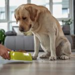 Het juiste hondenvoer voor uw volwassen hond: tips en richtlijnen voor een gezond dieet