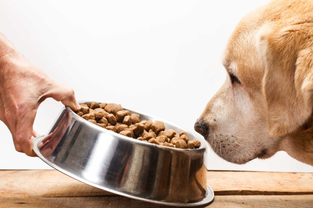 kwaliteitsvoeding voor uw hond